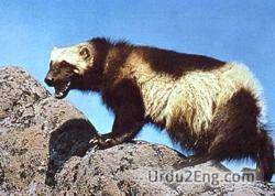 wolverine Urdu Meaning