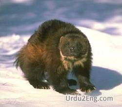 wolverine Urdu Meaning