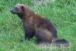 wolverine Urdu Meaning