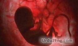 womb Urdu Meaning