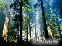 woods Urdu Meaning