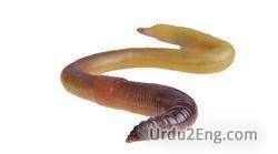 worm Urdu Meaning