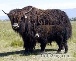 yak Urdu Meaning