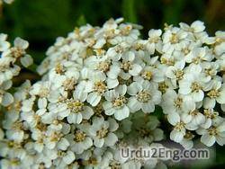 yarrow Urdu Meaning